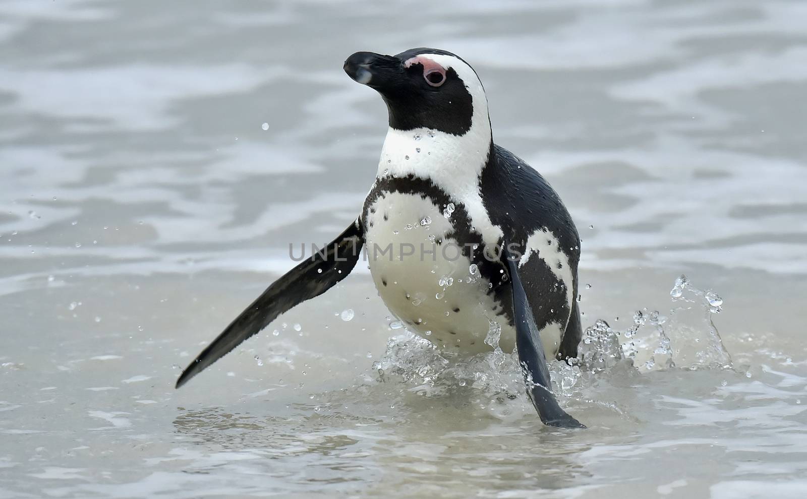 Portrait of African penguin (spheniscus demersus), also known as the jackass penguin. by SURZ
