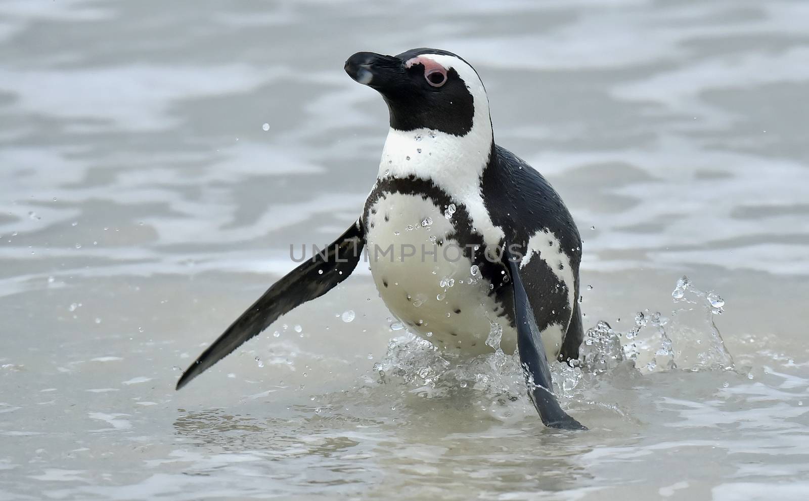 Portrait of African penguin (spheniscus demersus), also known as the jackass penguin and black-footed penguin is a species of penguin Boulders colony in Cape Town, South Africa. 