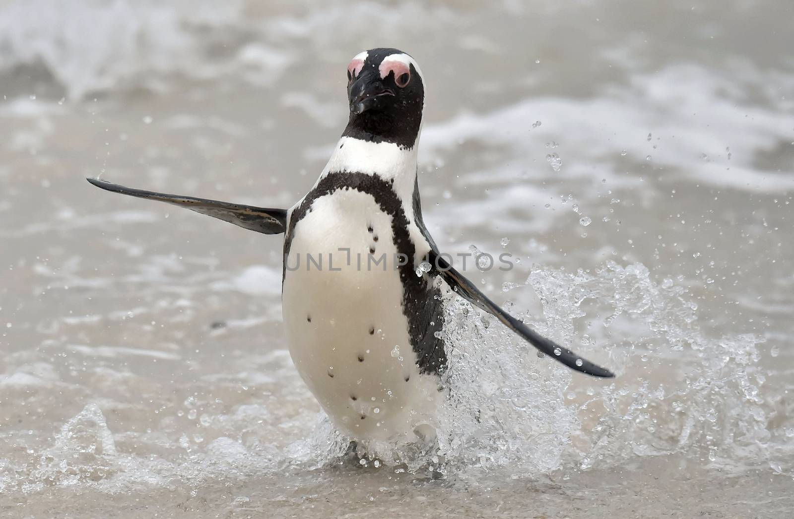 Portrait of African penguin (spheniscus demersus), also known as the jackass penguin and black-footed penguin is a species of penguin Boulders colony in Cape Town, South Africa. 