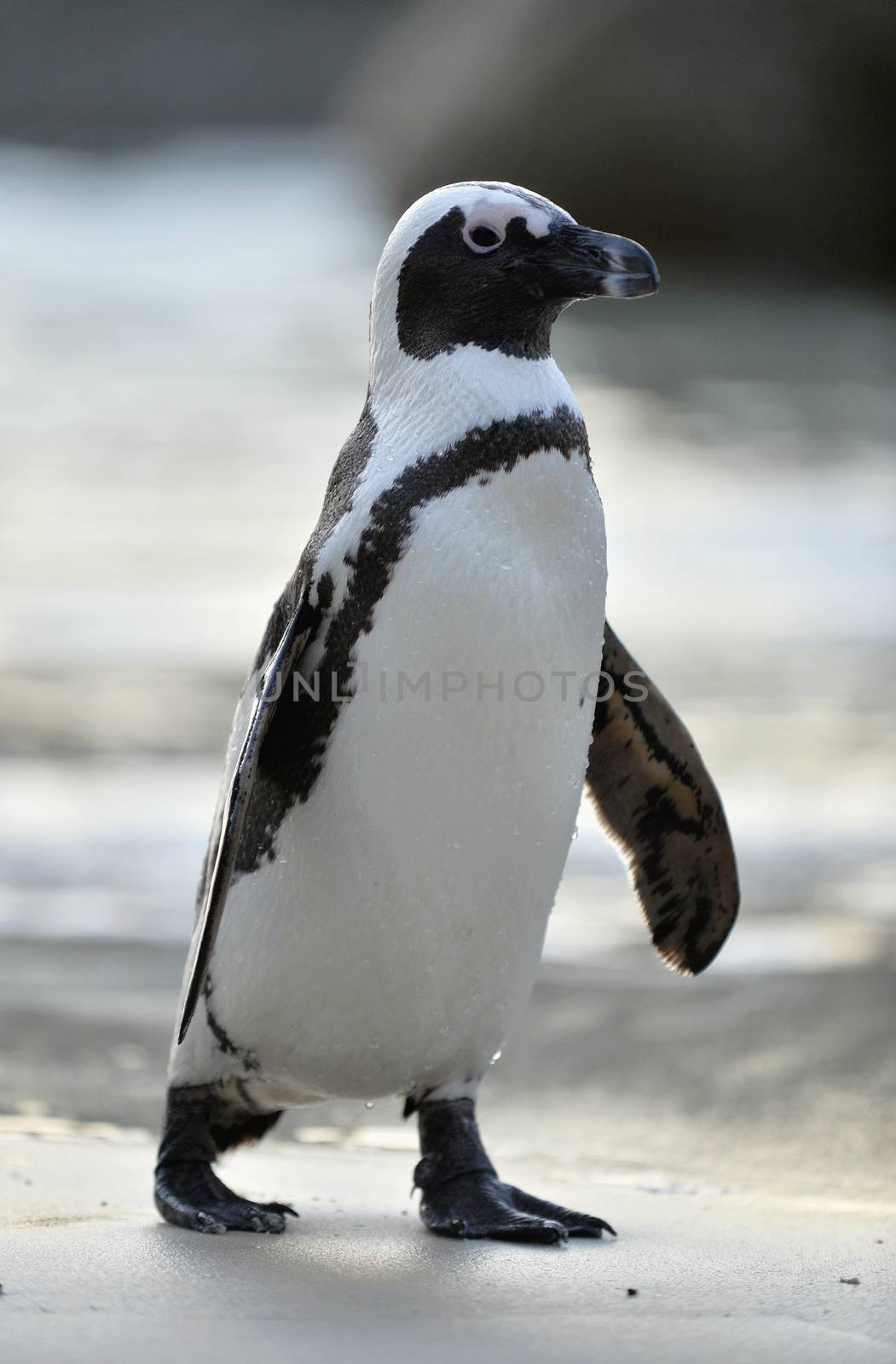 Portrait of African penguin (spheniscus demersus), also known as the jackass penguin. by SURZ