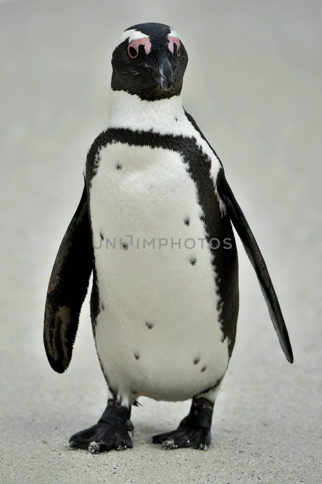 Portrait of African penguin (spheniscus demersus), also known as the jackass penguin. by SURZ