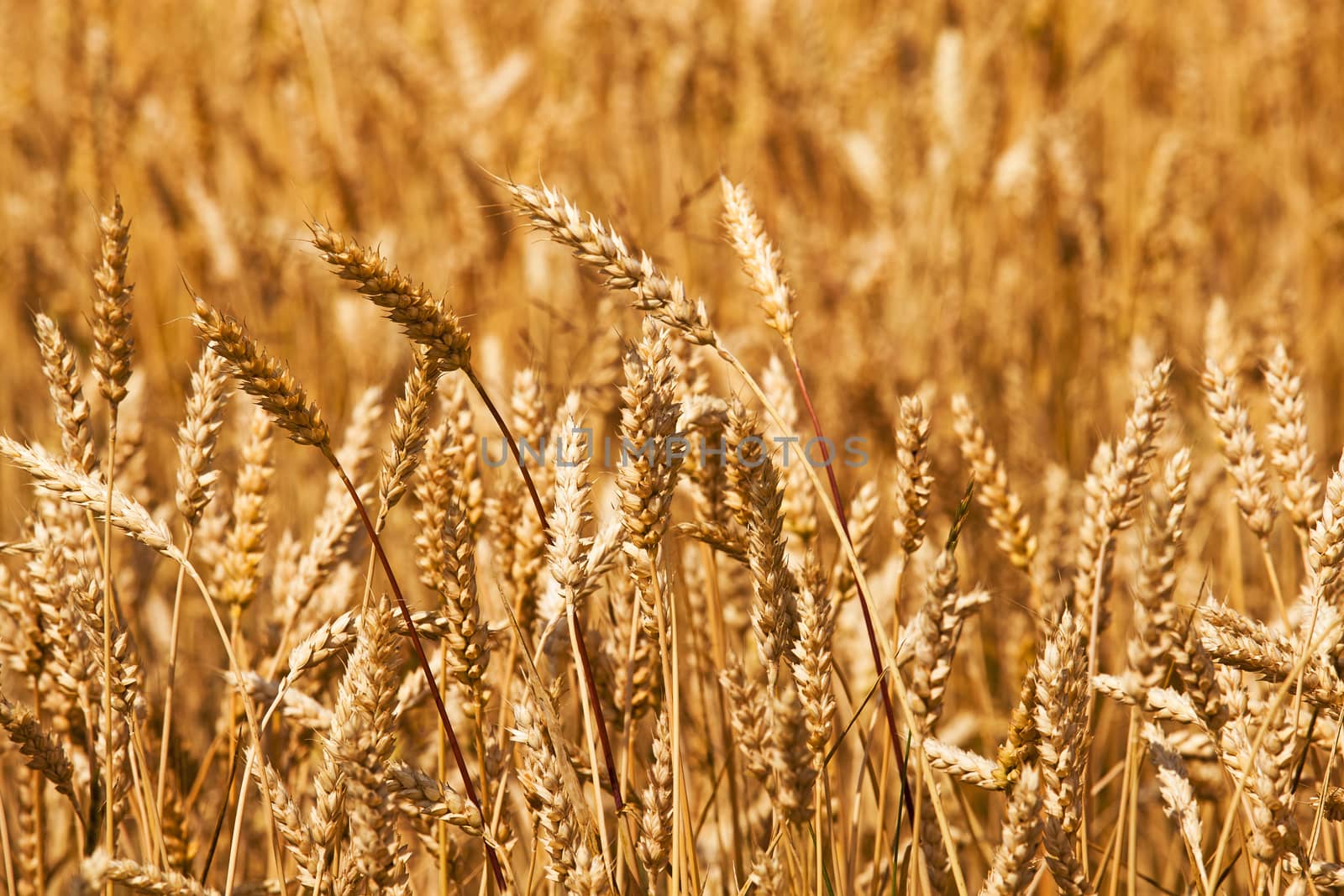   ripened wheat of yellow color photographed by a close up