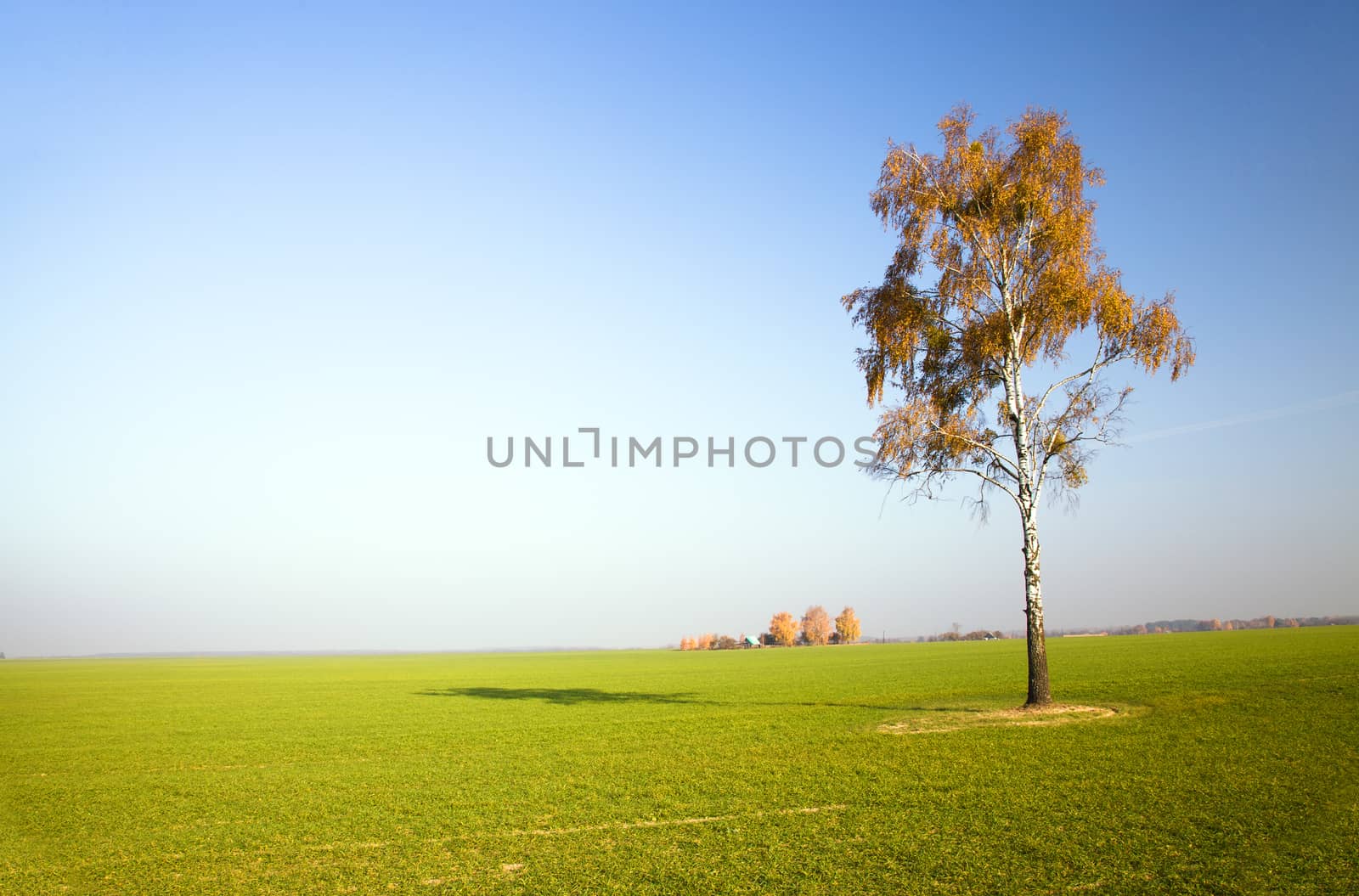 deciduous trees growing in the autumn of the year