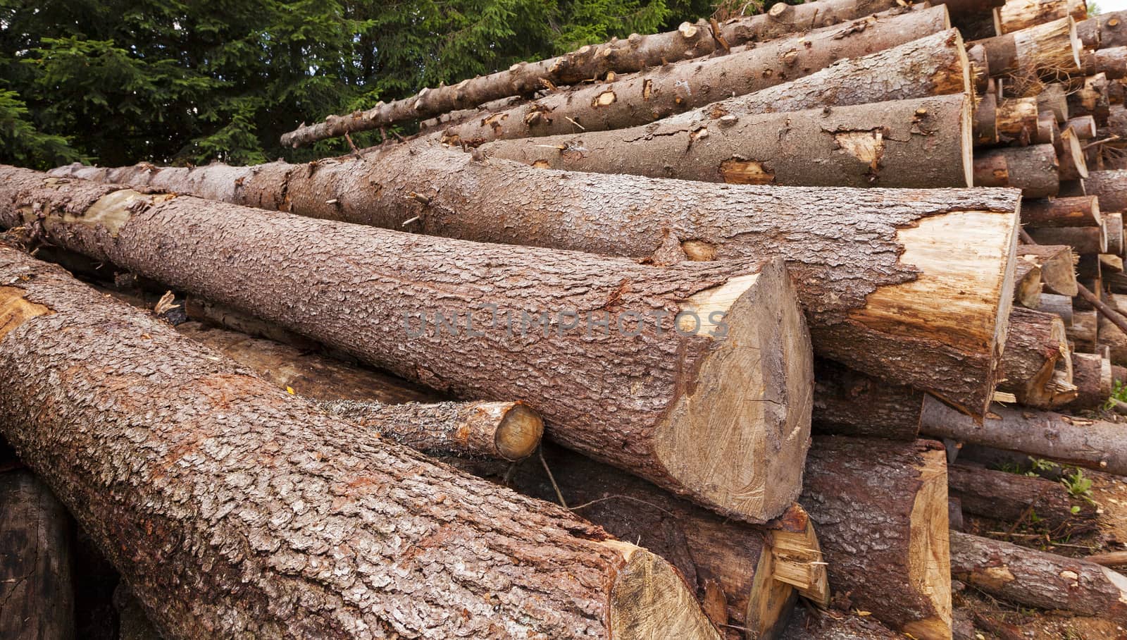   cut and piled young not big trees