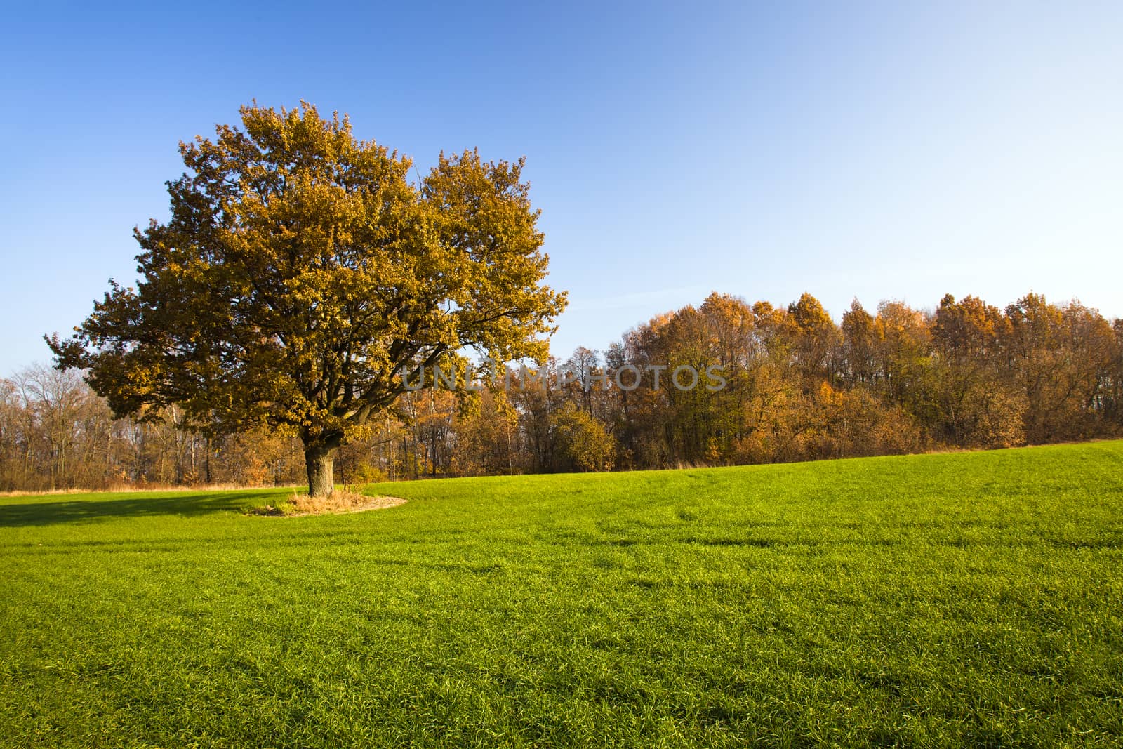 deciduous trees growing in the autumn of the year