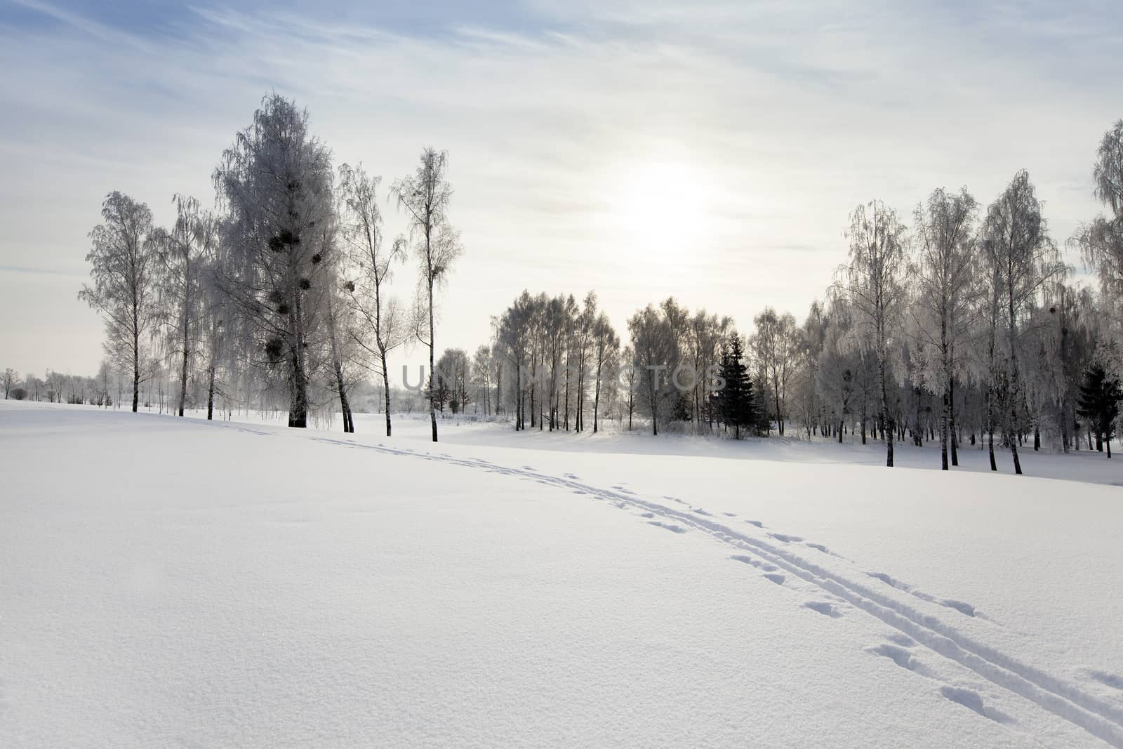   the trees growing in park in a winter season. the sun is behind clouds, behind trees