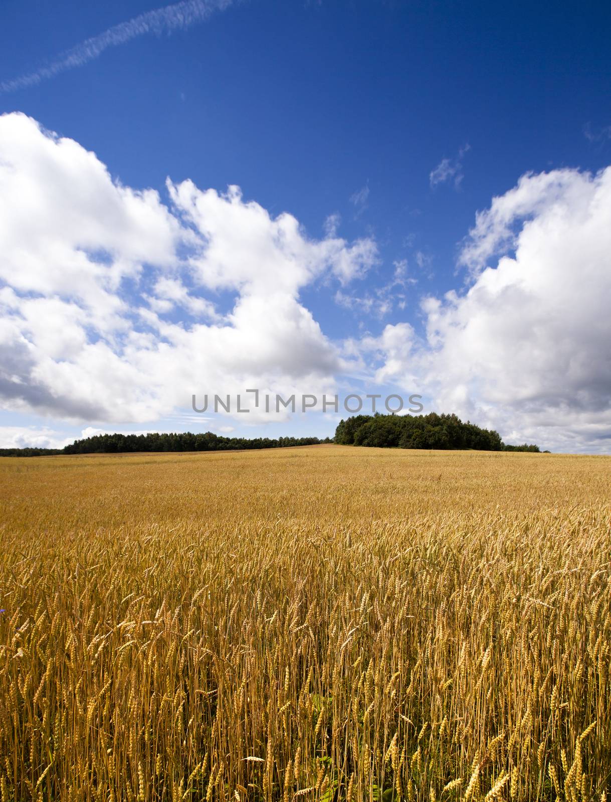 field, on which grow grain during harvest company