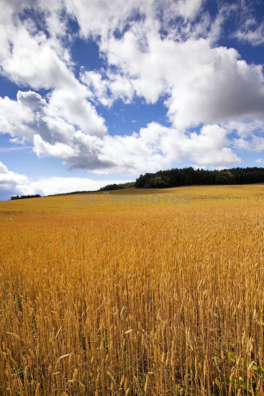 field, on which grow grain during harvest company
