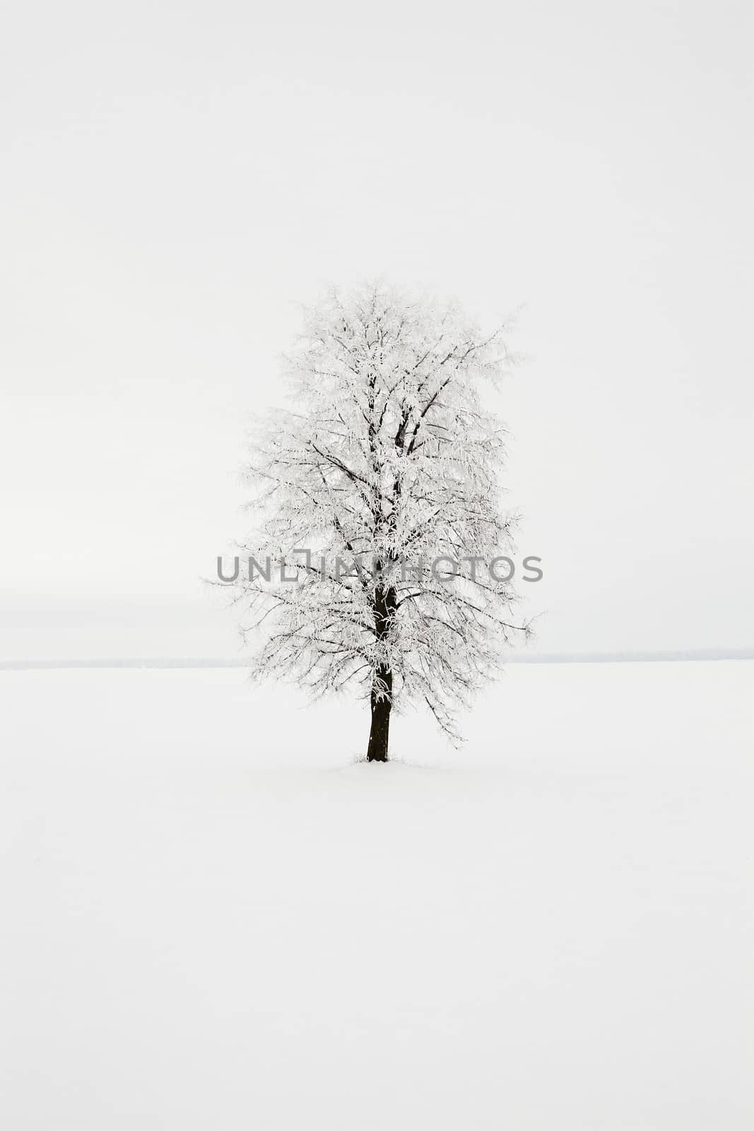  - a birch tree in a winter season. day time