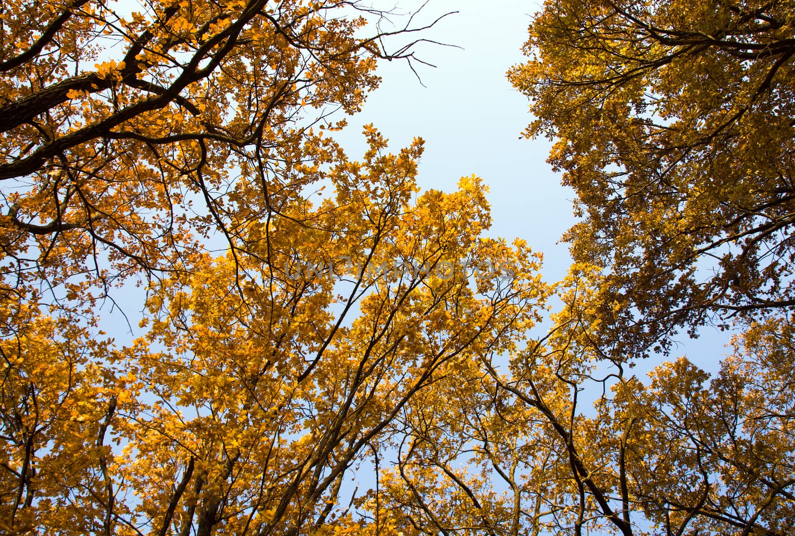   the trees covered with yellow leaves in an autumn season