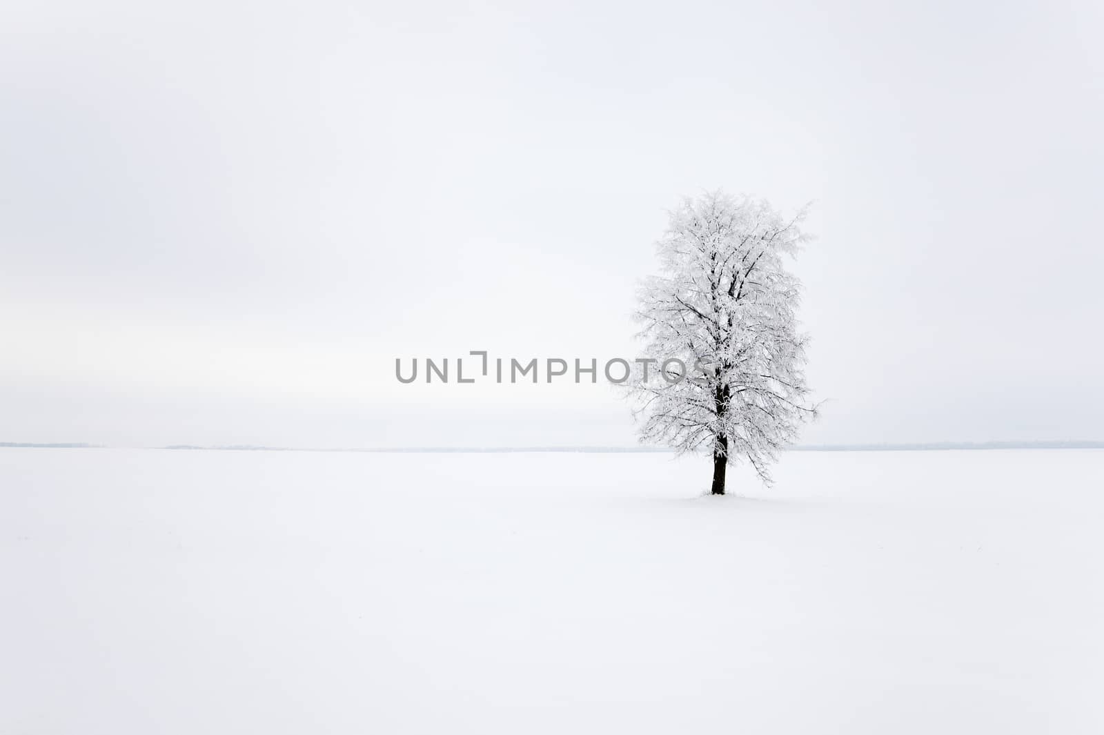  one tree growing in a field in a winter season