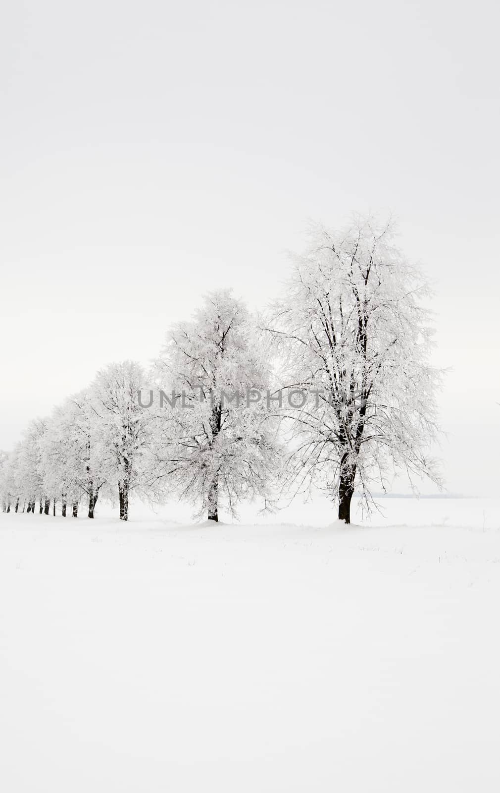   trees growing in a row in a winter season. the picture is taken in the field