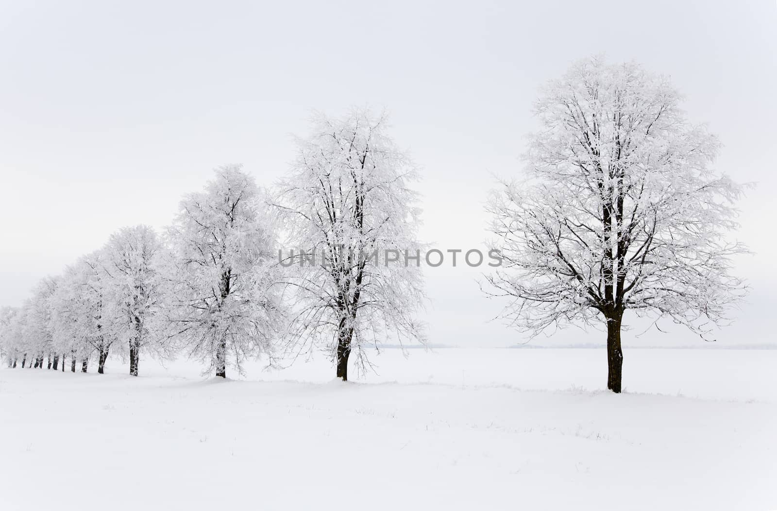  trees growing in a row in a winter season. the picture is taken in the field