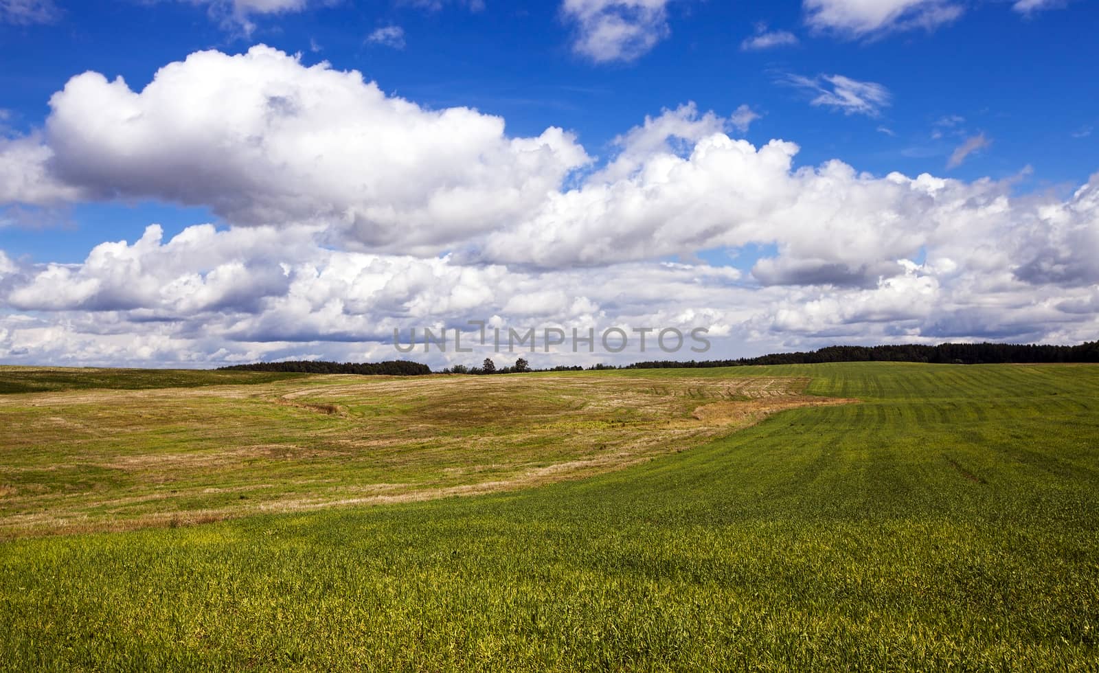 agricultural field where grown cereals