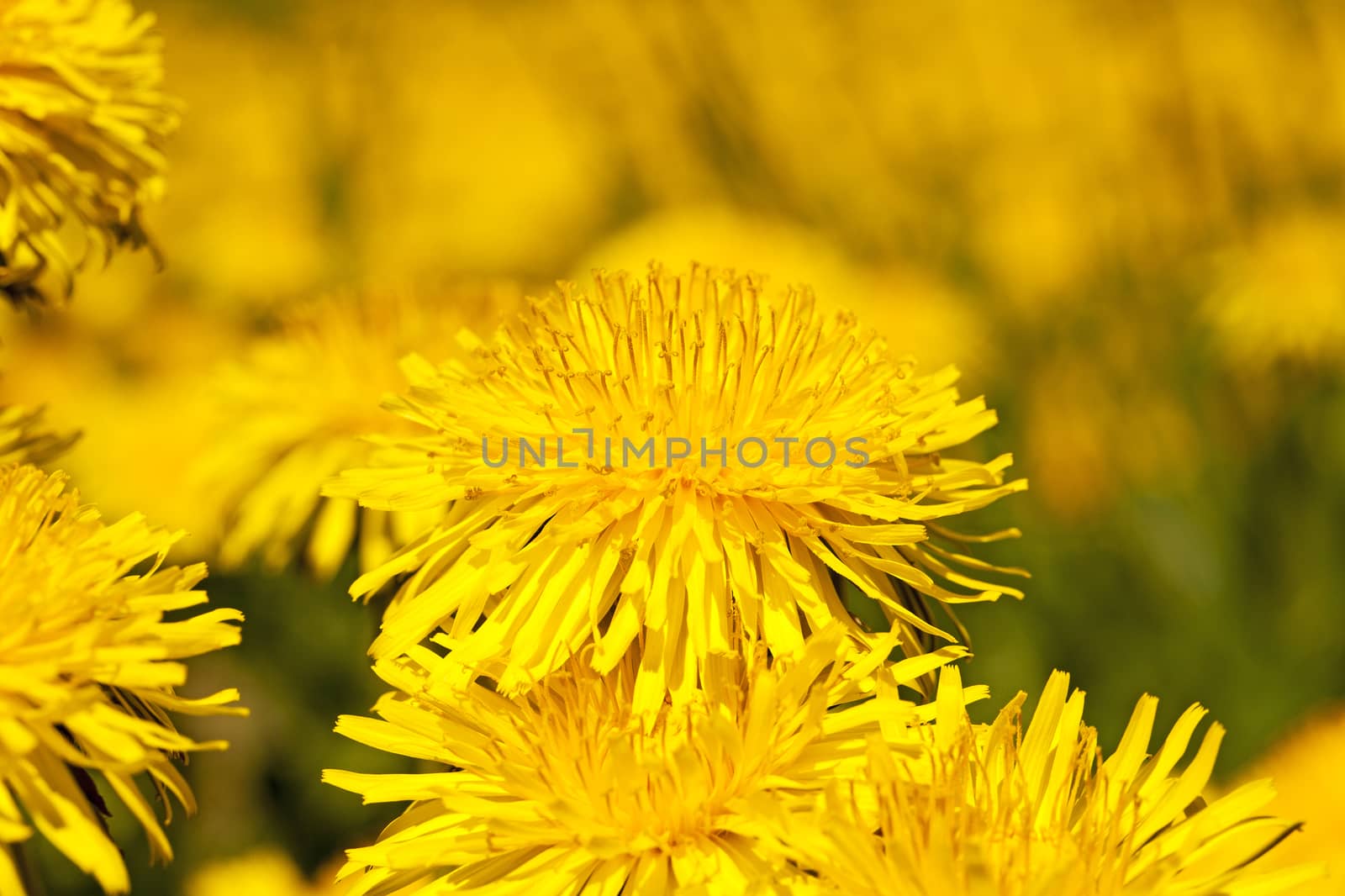  the dandelions photographed by a close up. small depth of sharpness