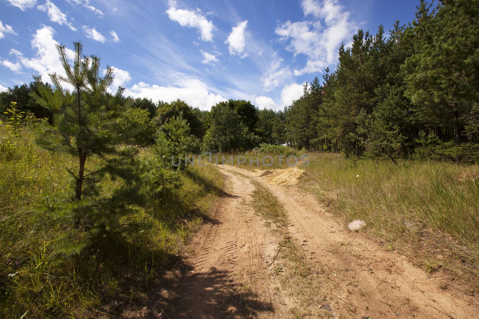   the rural road in the wood in summertime of year