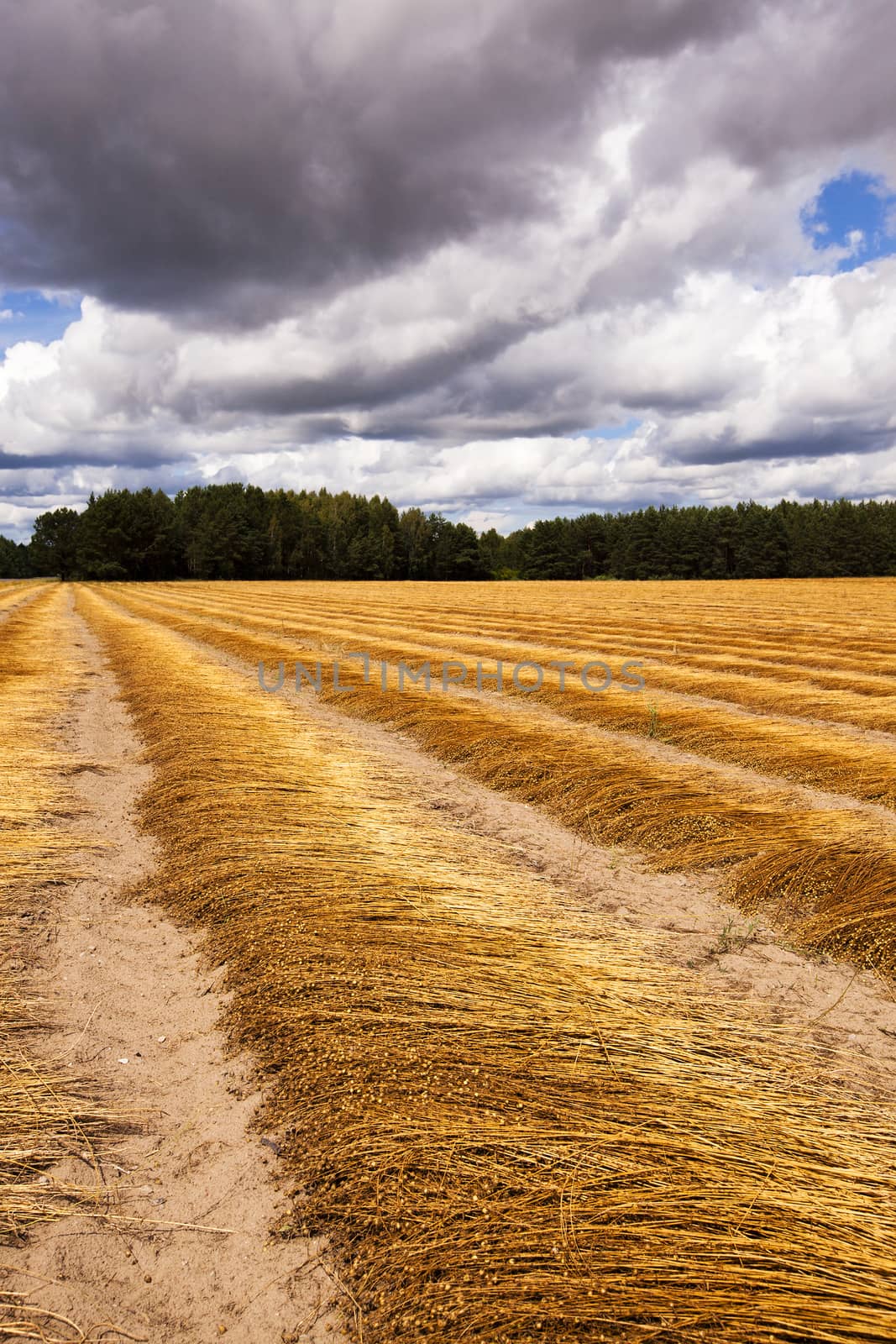   the ripened flax put in ranks, after last harvest company