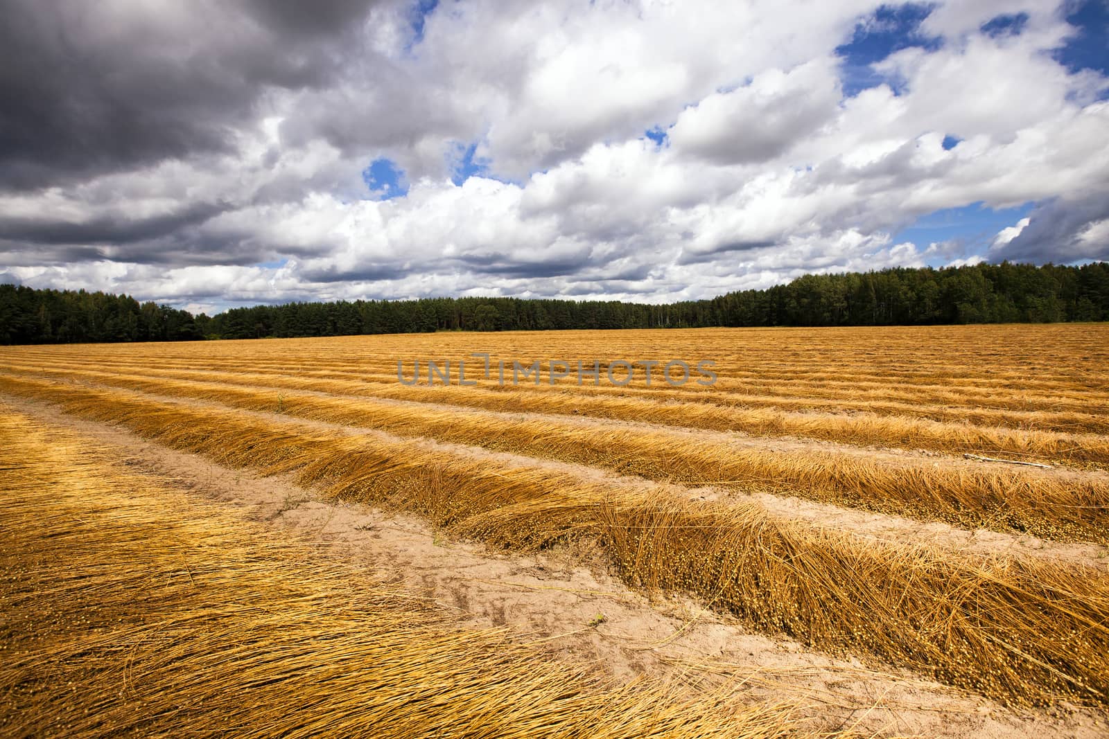   an agricultural field on which cleaned and piled the ripened flax