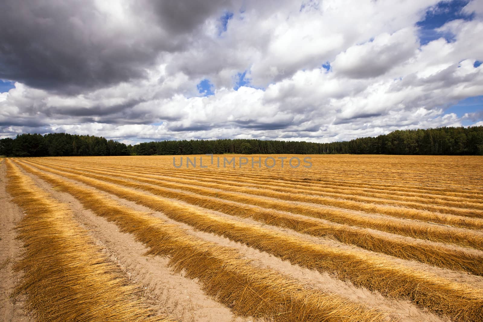 agricultural field, which is beveled yellow flax