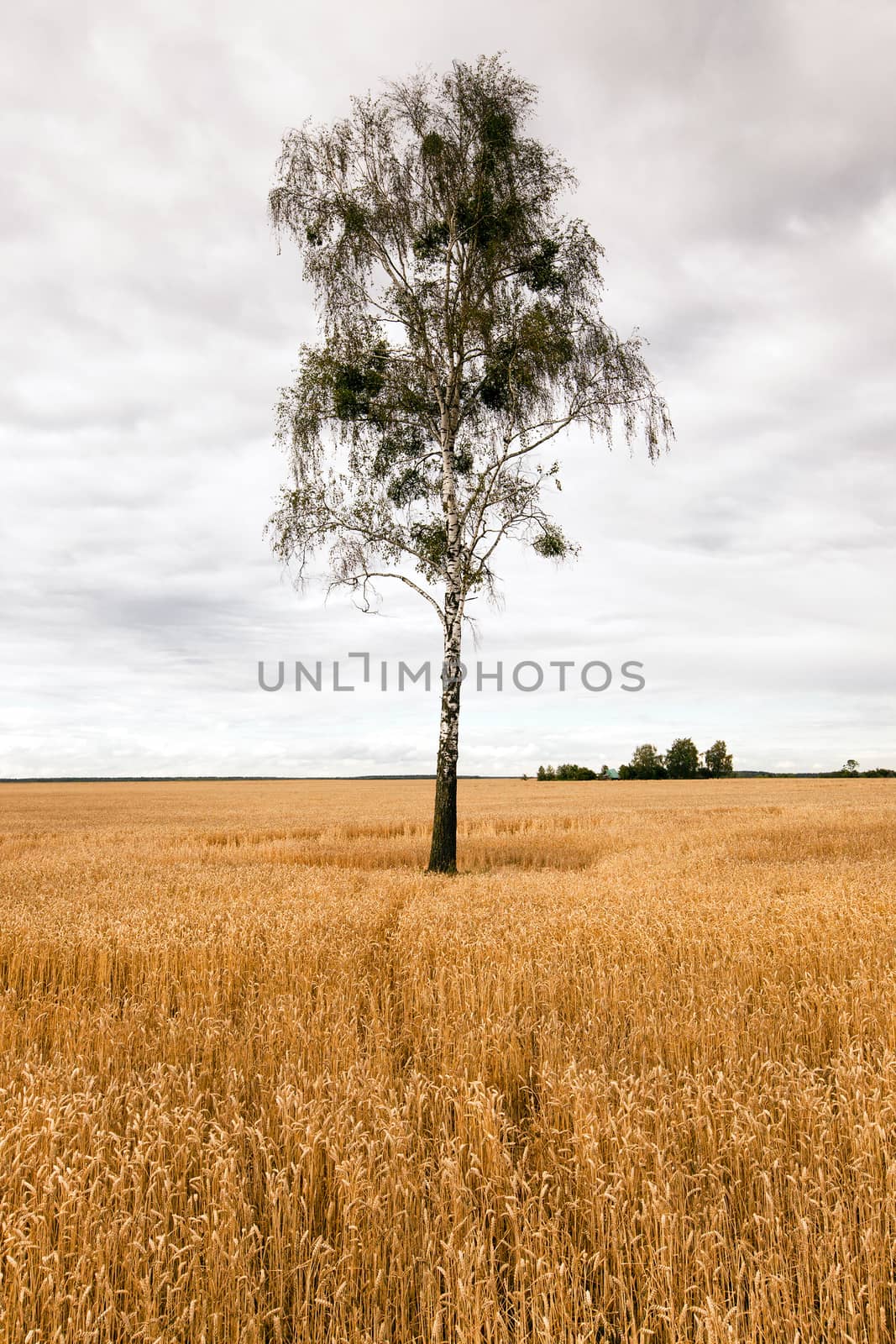   an agricultural field on which the birch tree among ripened wheat grows