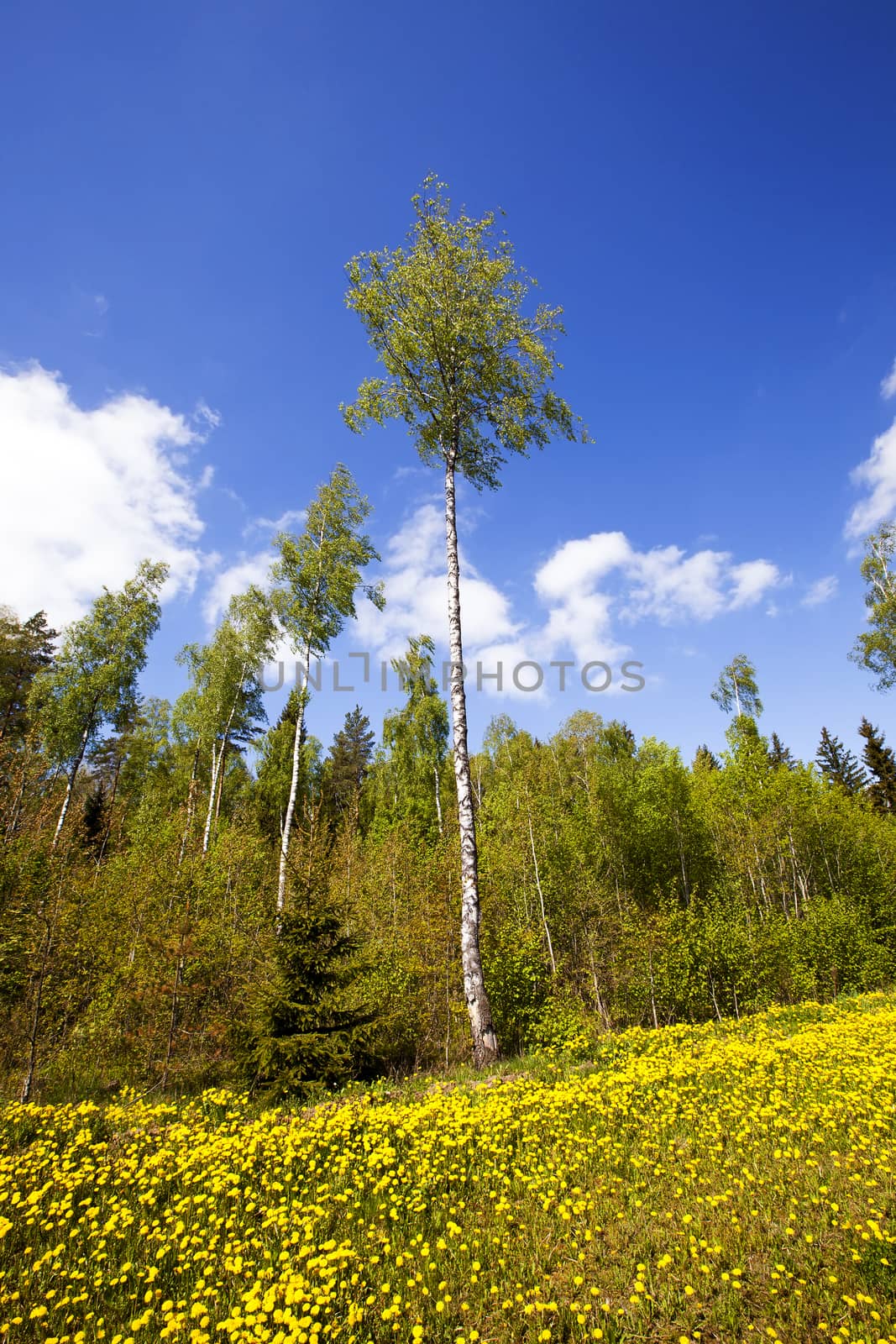  the yellow dandelions growing about the wood, in a spring season