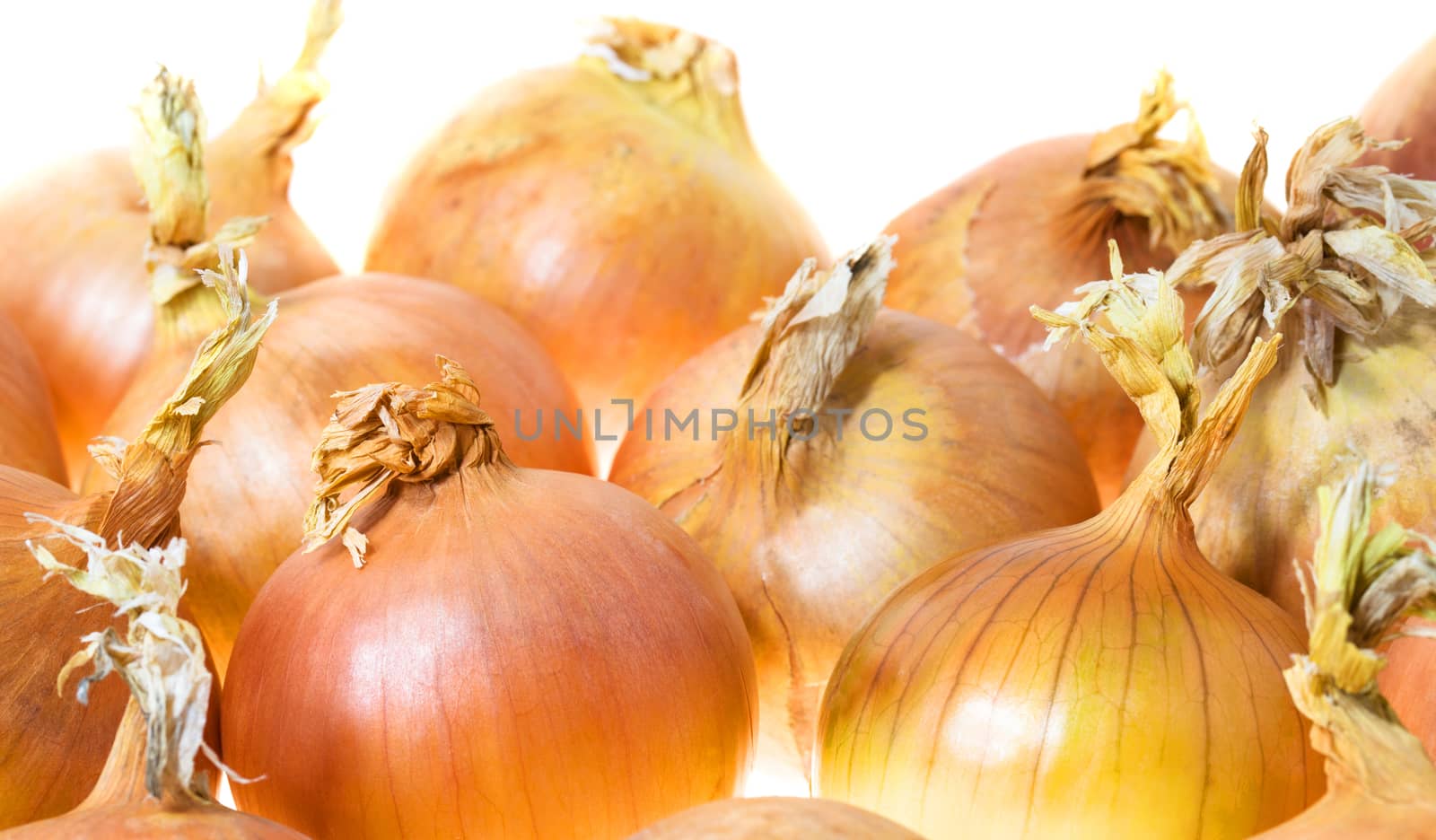 photographed close-up of yellow onion