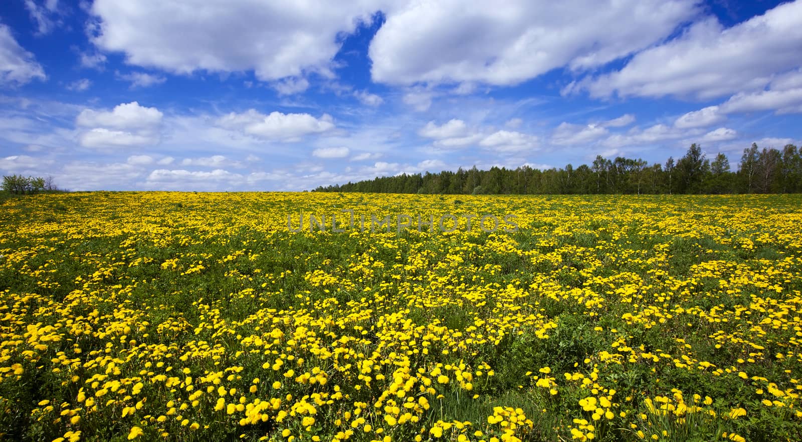 field of dandelions - summertime of year