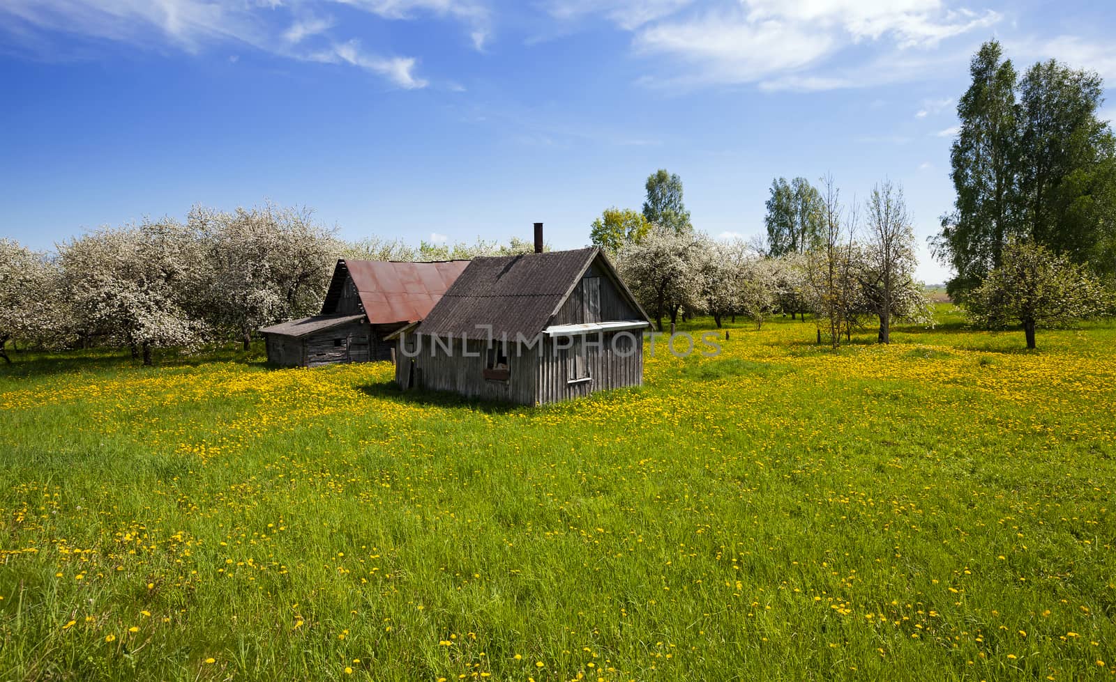   the old house located in rural areas. spring, fruit-trees blossom