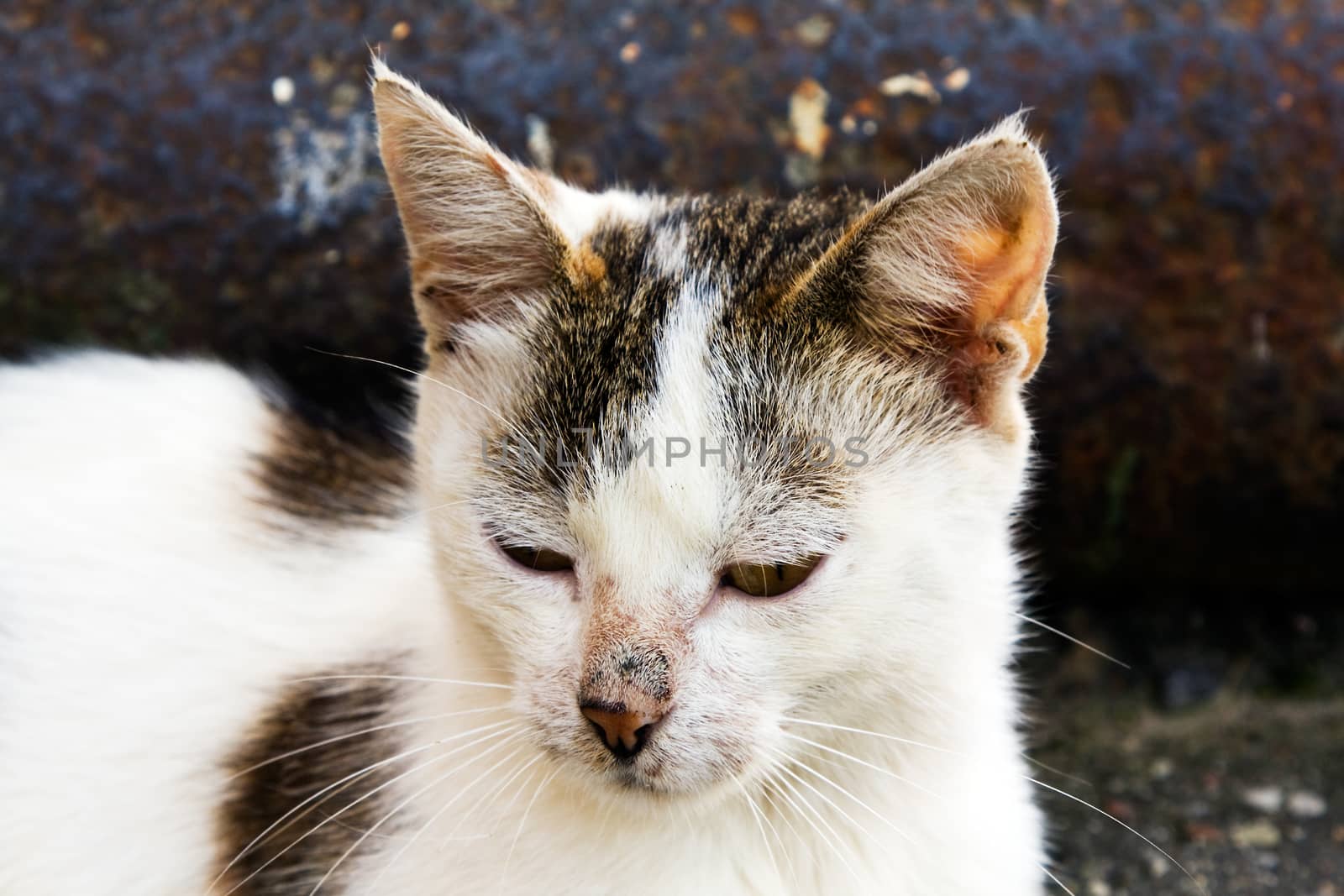 photographed by a close up a homeless kitten