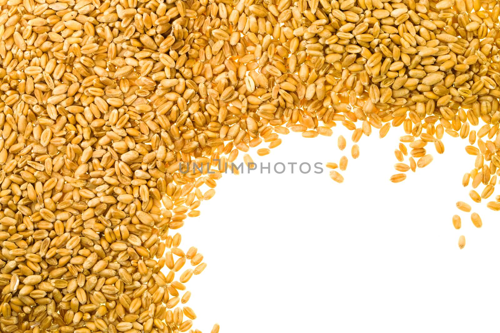 seeds of wheat, folded in a big pile. close up