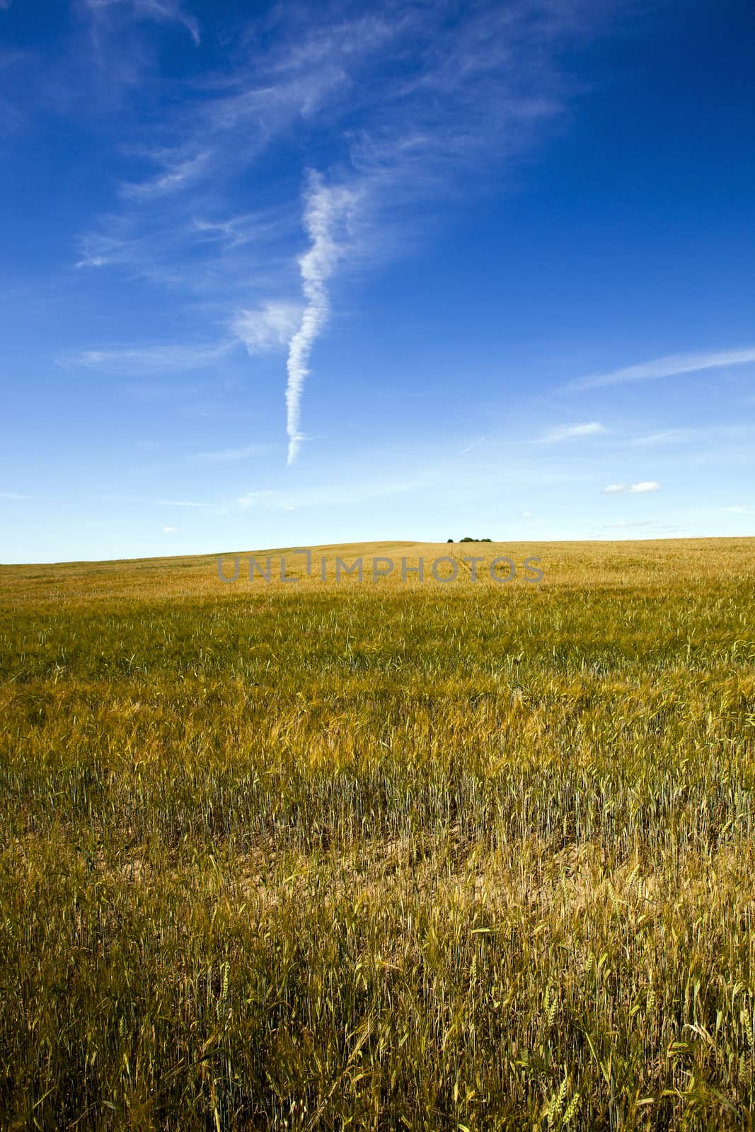 agricultural field where grows the Green unripe grains