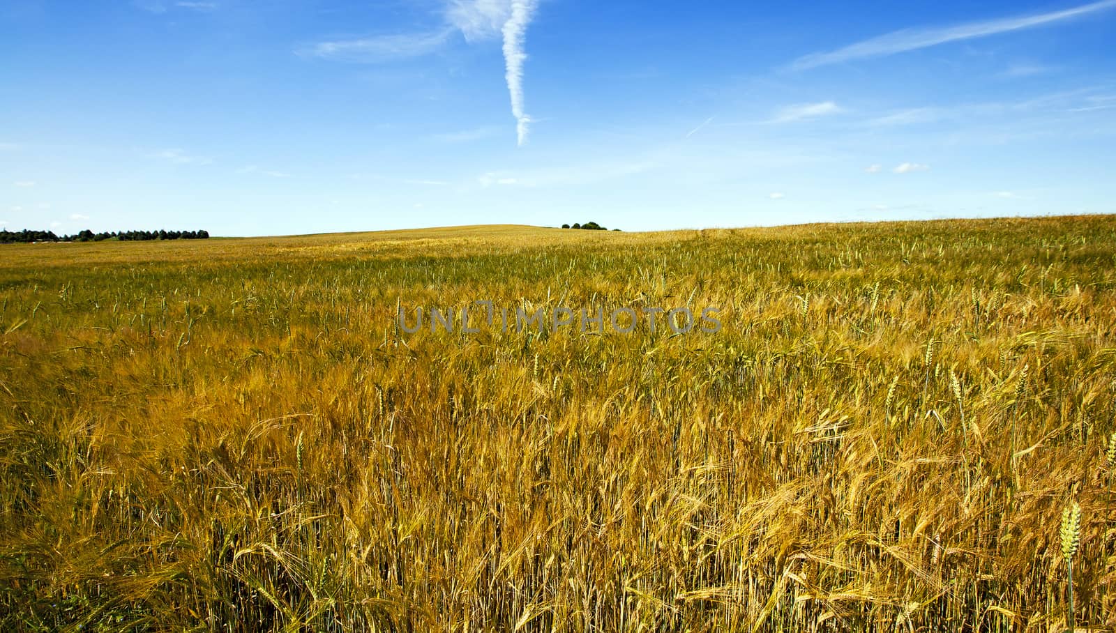   an agricultural field on which grow up the ripened cereals