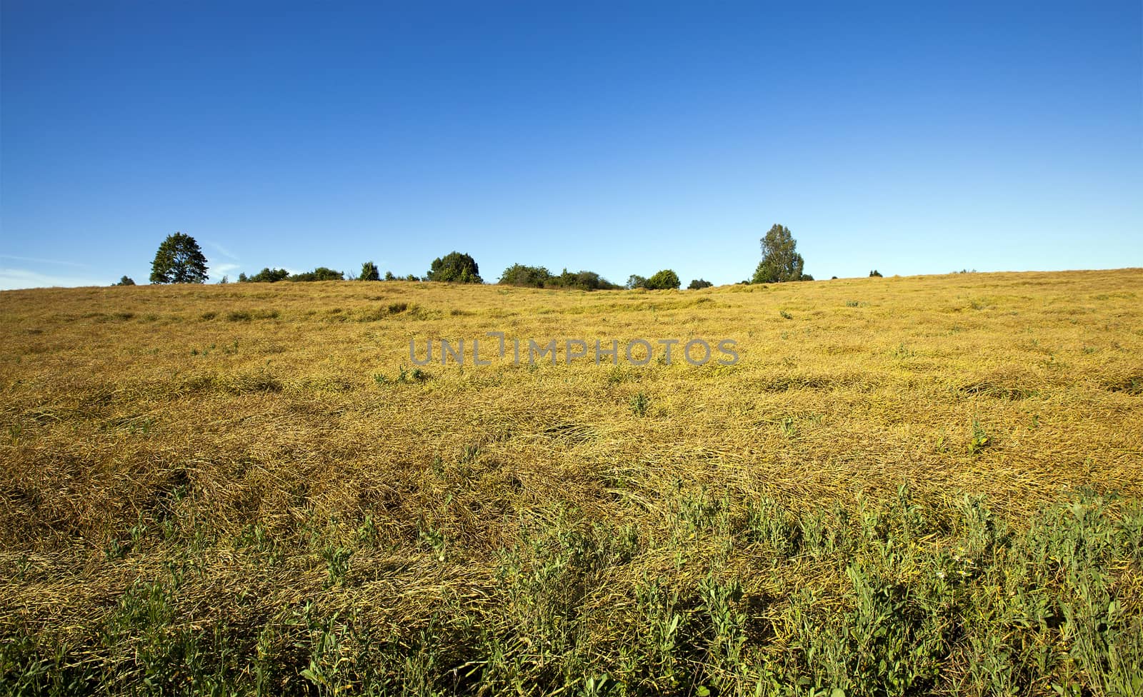 agricultural field where grown cereals