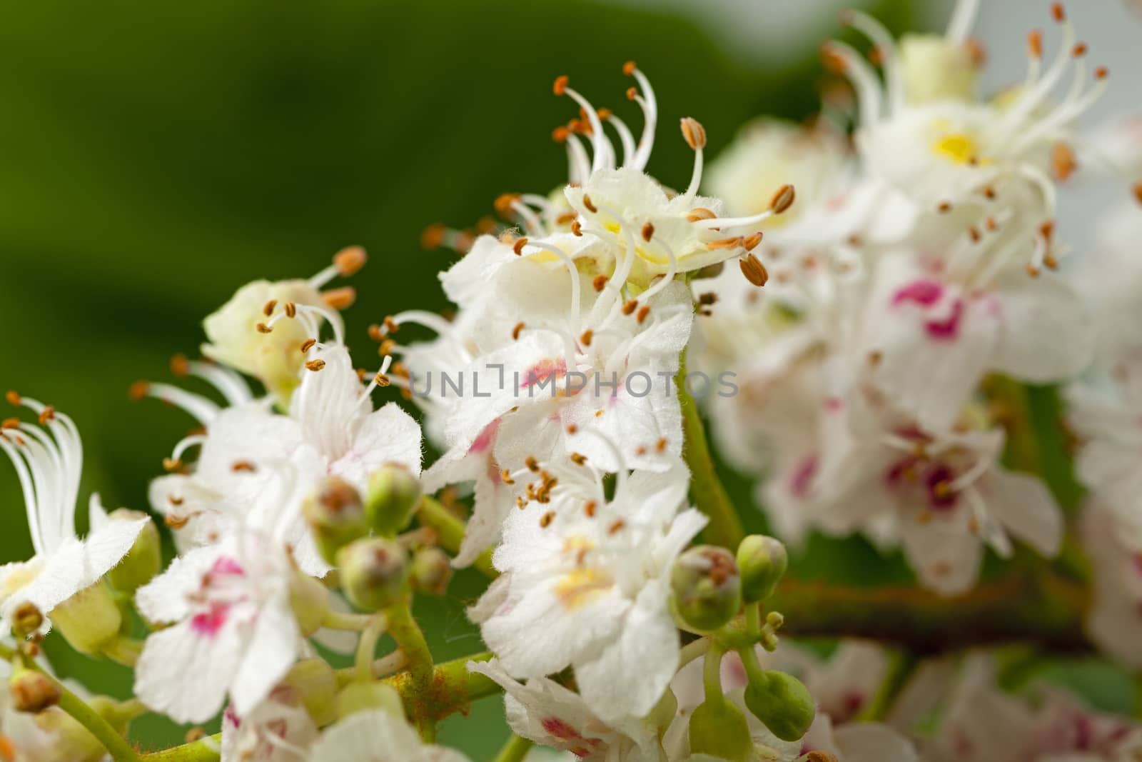   the flower of a chestnut photographed by a close up. focus in the shot center, the small depth of sharpness