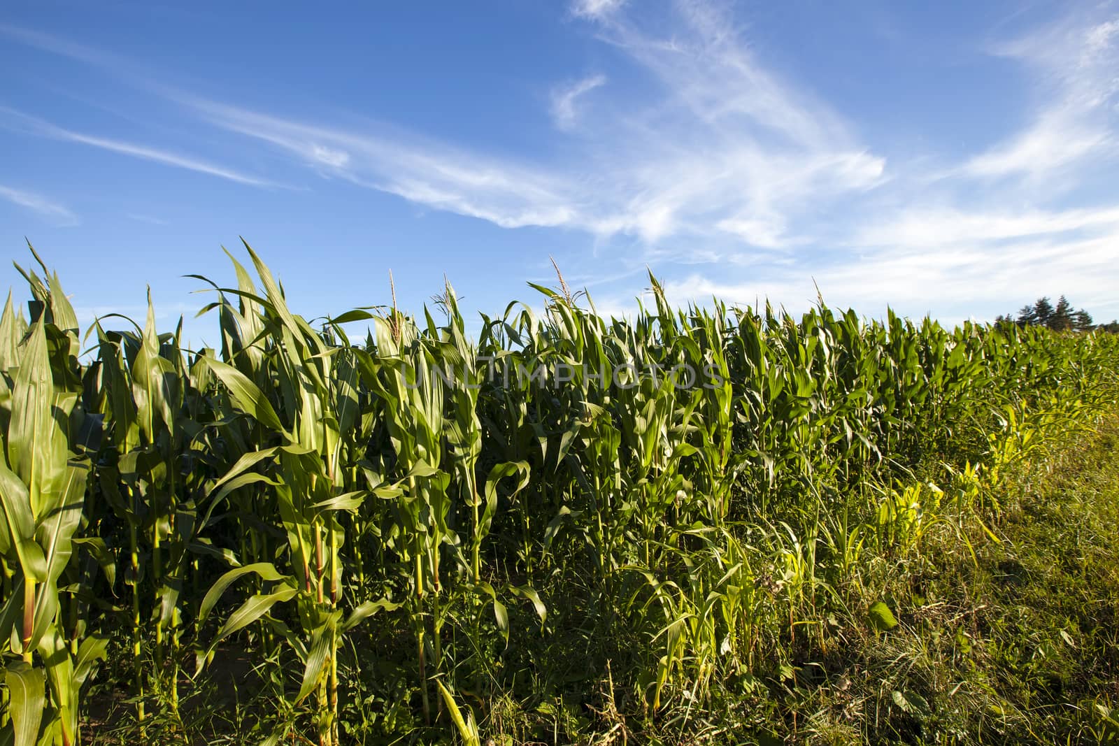 agricultural field where they grow corn