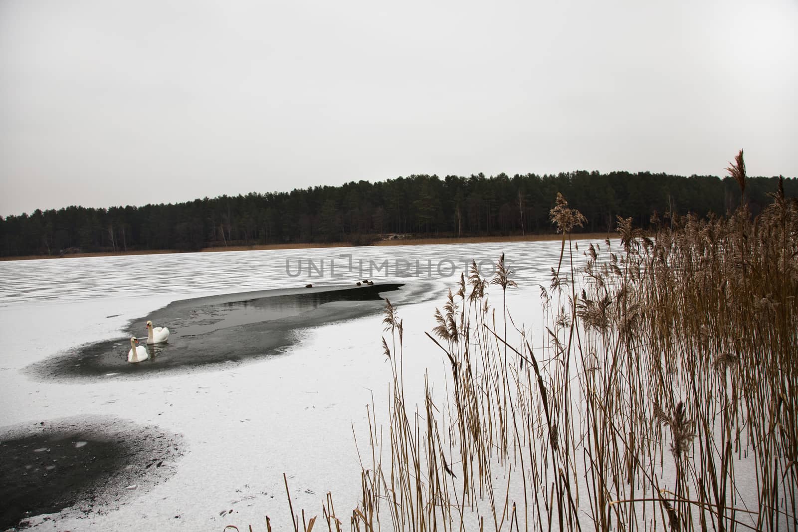 frozen lake where swans swim
