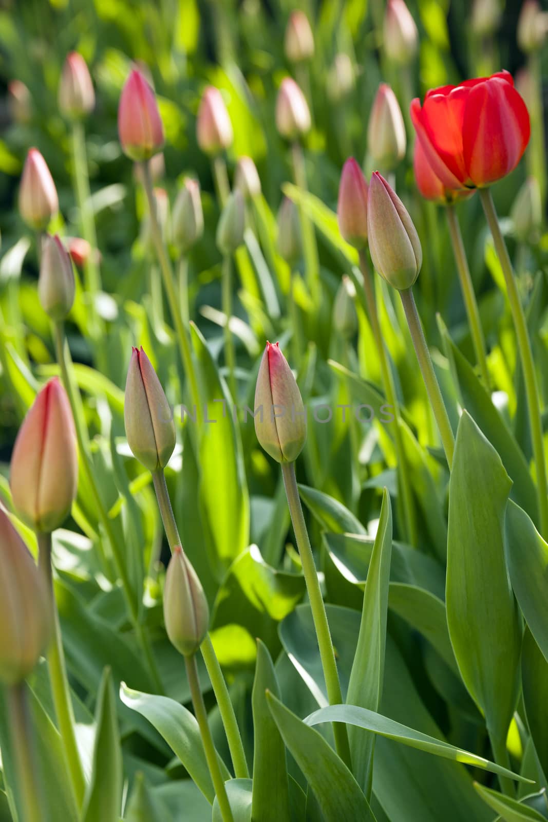   tulips of dark color growing in a field. focus on the central flower