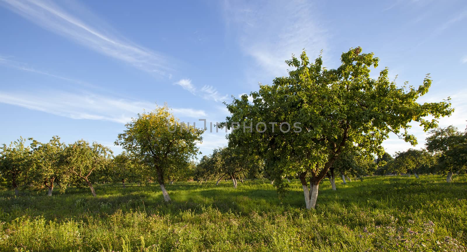  the trees of apples growing in park. summertime of year