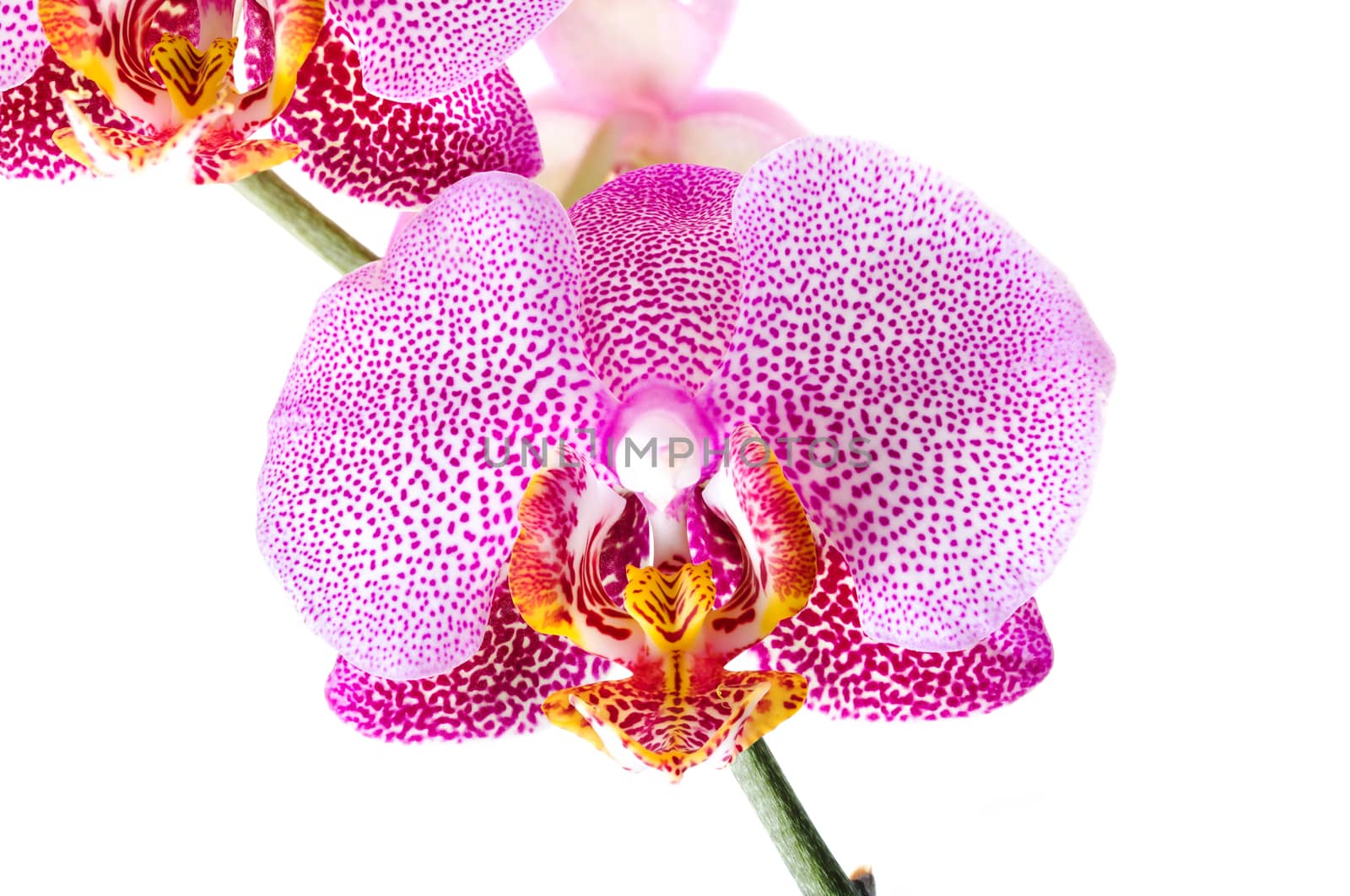 photographed close-up flower red Orchid