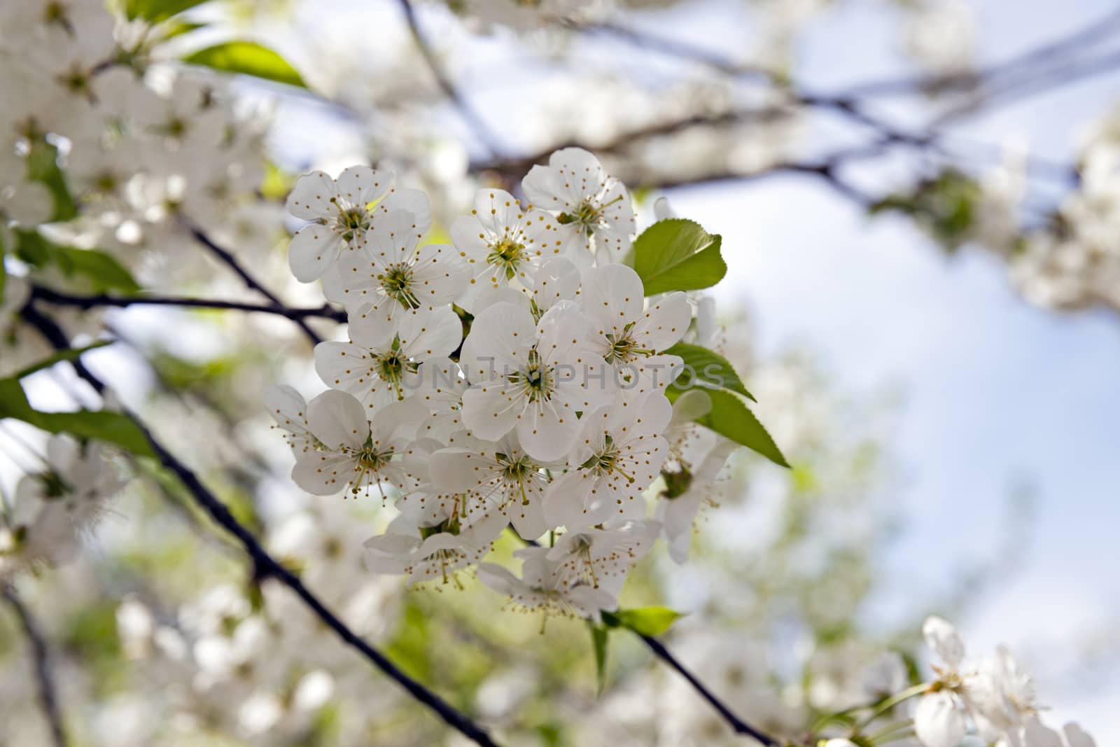   the inflorescence of cherry photographed by a close up. spring season