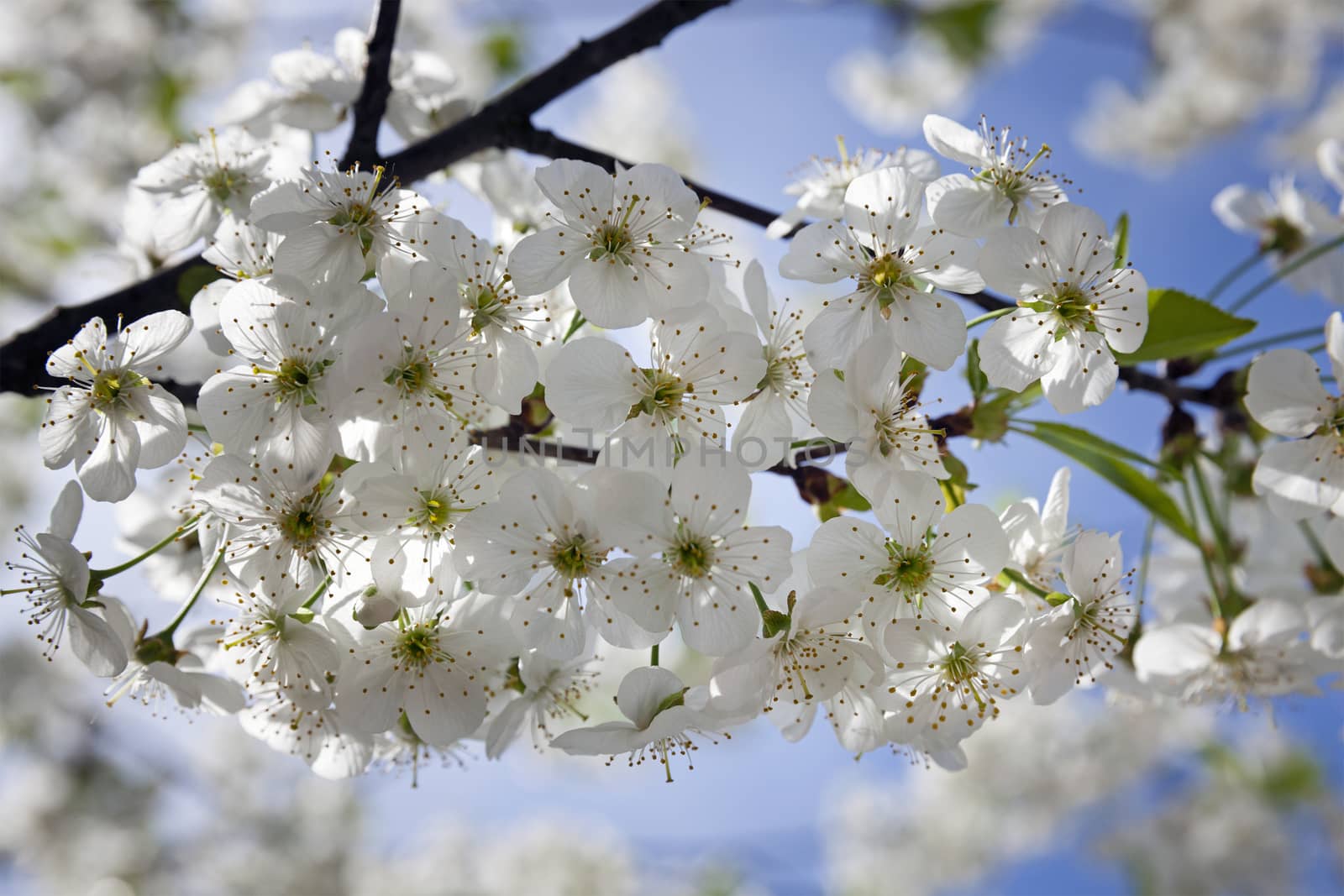   the inflorescence of cherry photographed by a close up. spring season