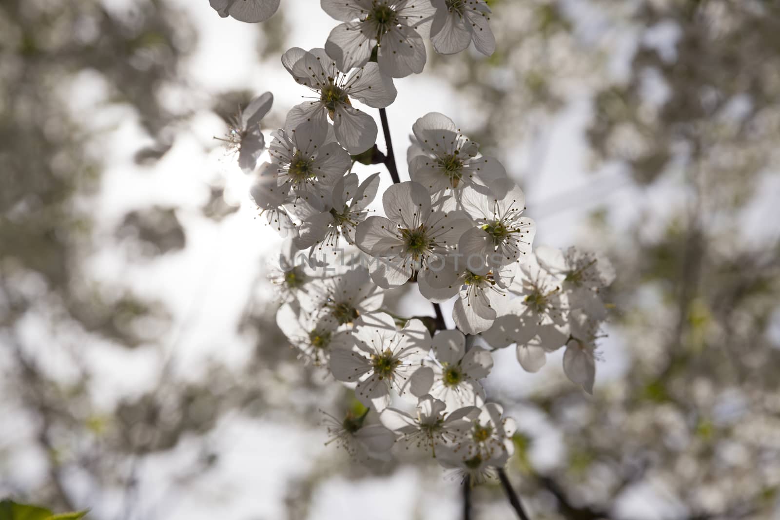   the small flowers of an apple-tree photographed by a close up. small depth of sharpness