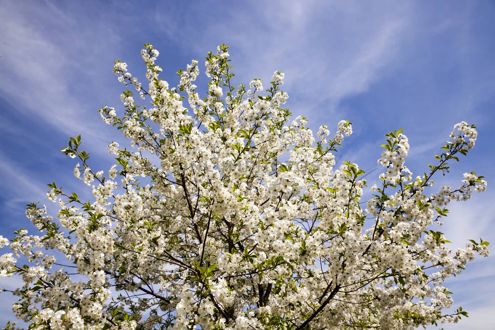   the small flowers of an apple-tree photographed by a close up. small depth of sharpness