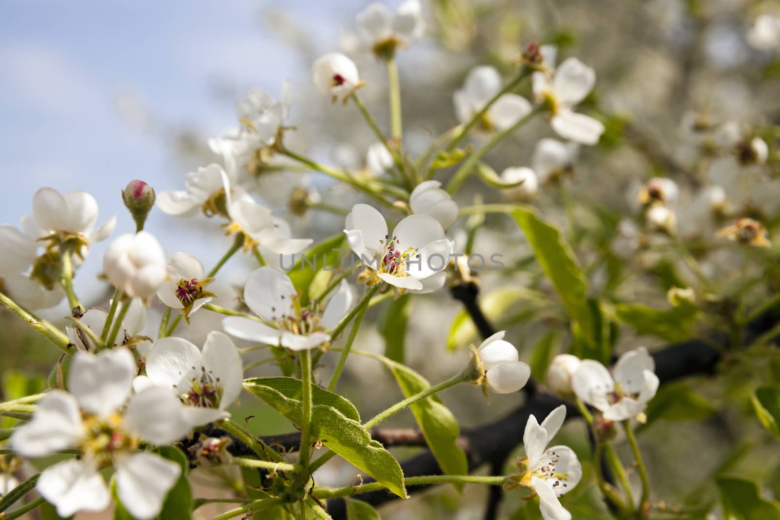  the small flowers of an apple-tree photographed by a close up. small depth of sharpness