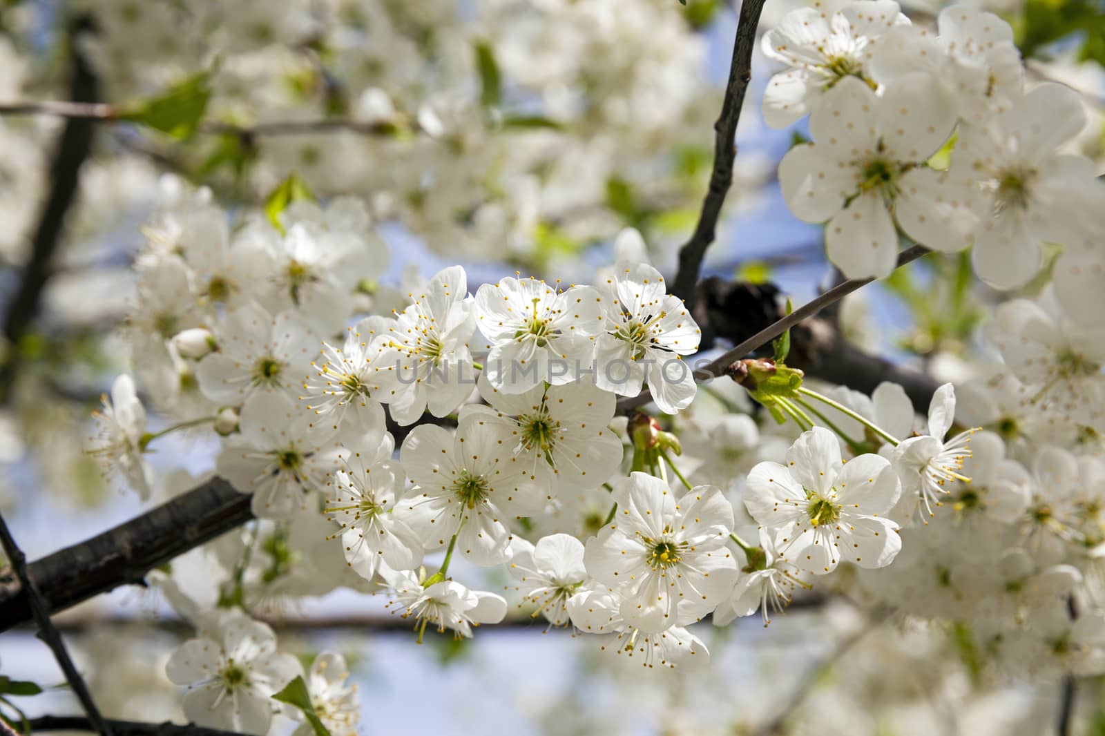   the inflorescence of cherry photographed by a close up. spring season