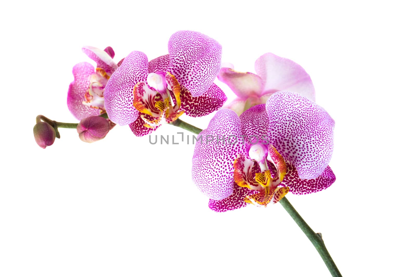 photographed close-up flower red Orchid