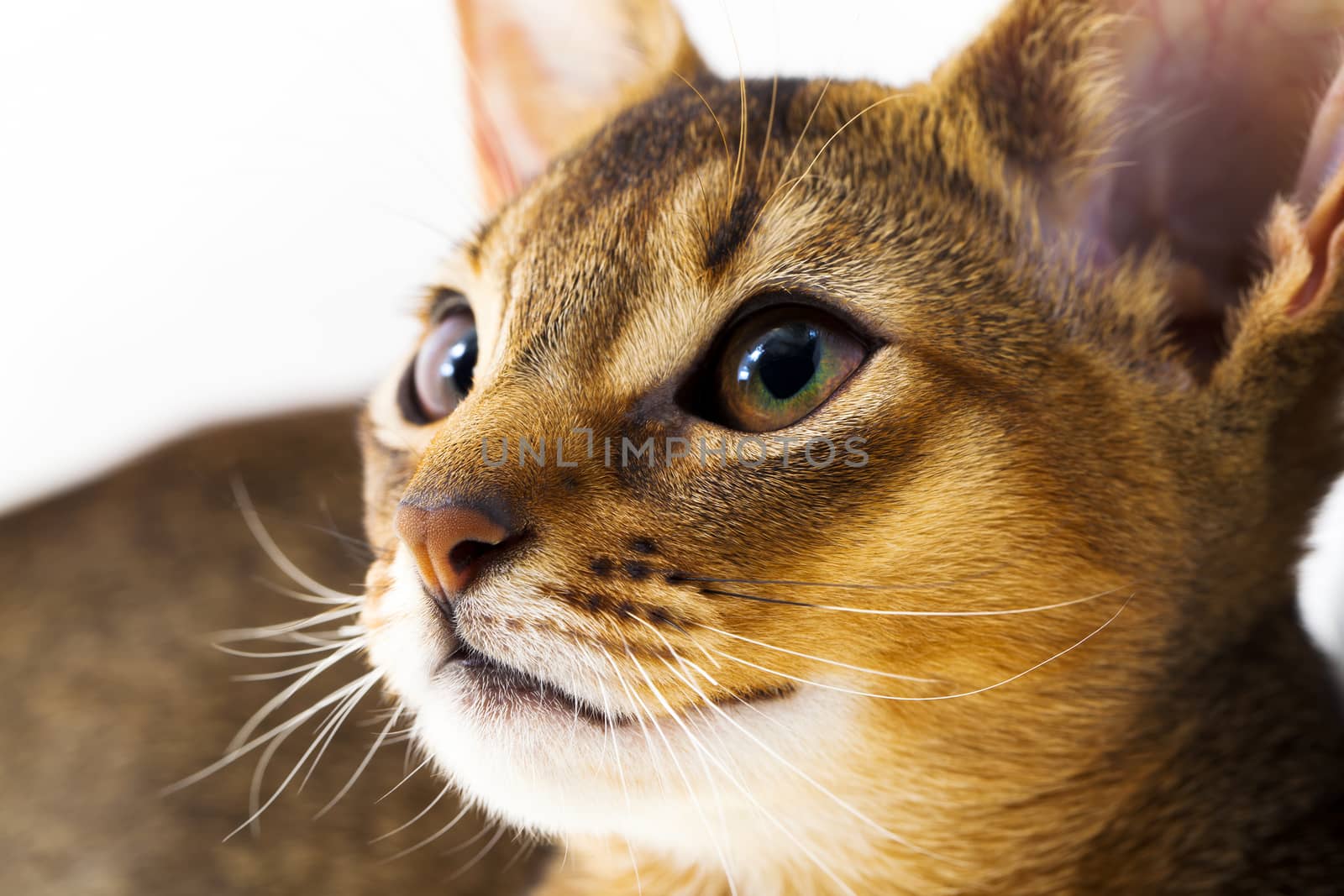   photographed by a close up the head of a small Abyssinian kitten