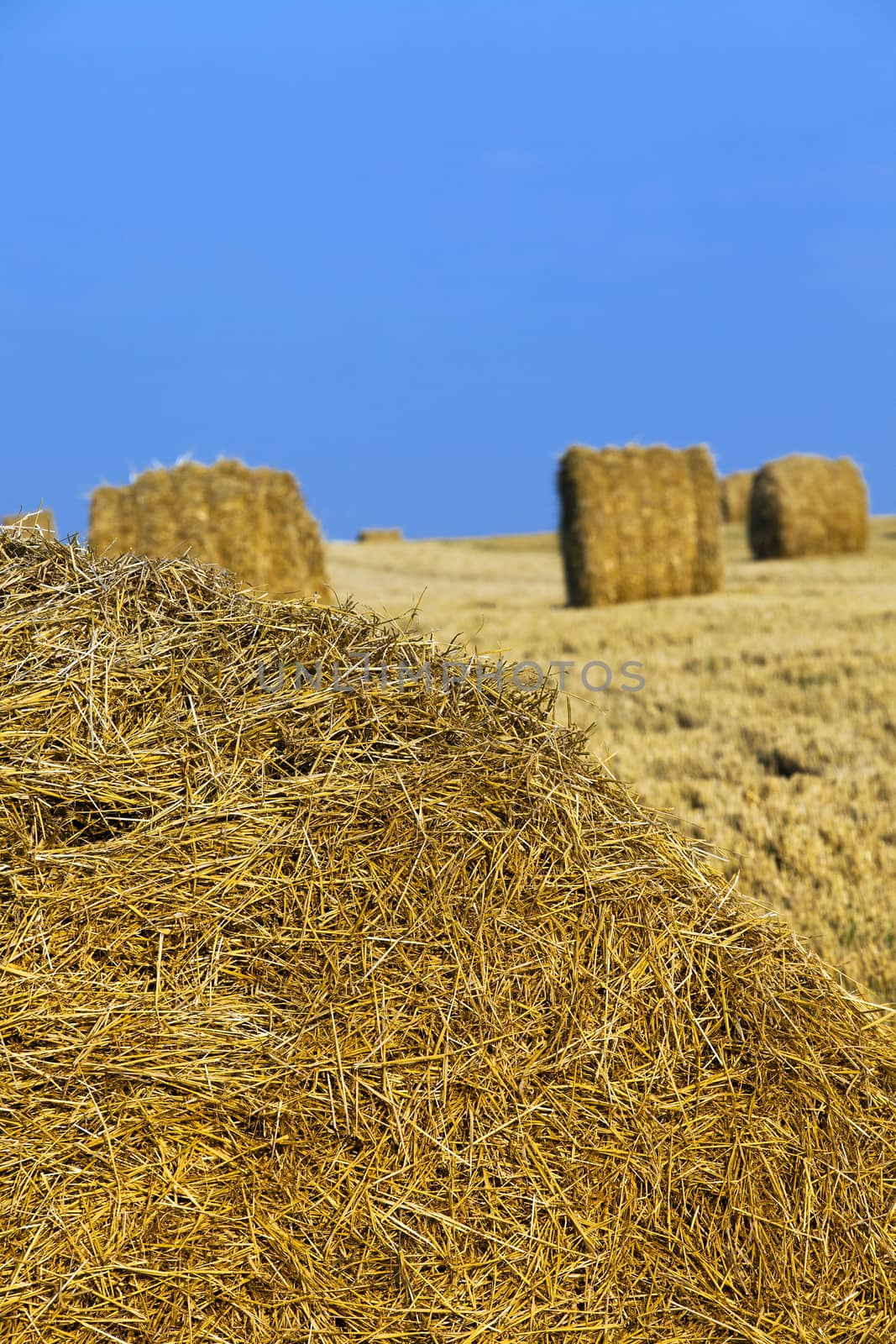   lying on an agricultural field a straw stack after cleaning of cereals