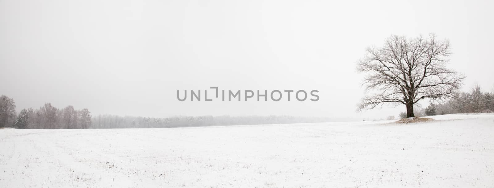 tree growing in a field in winter