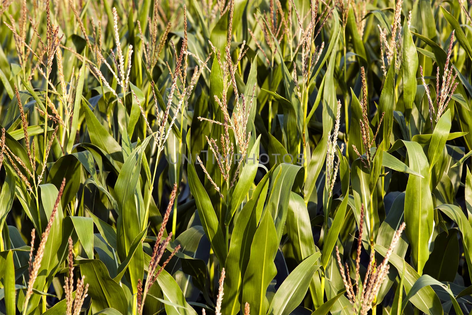 agricultural field where they grow corn